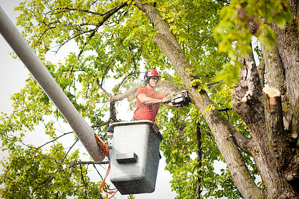 Best Emergency Tree Removal  in Osakis, MN